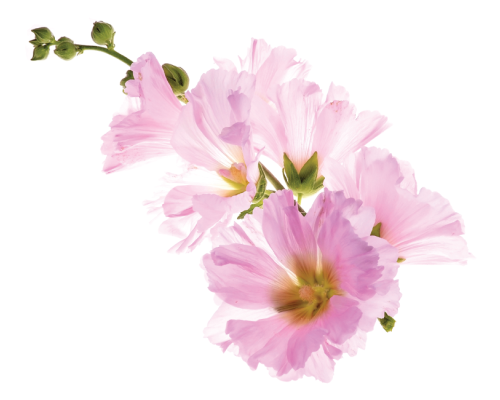 Ekologiczny wyciąg z prawoślazu - ECO