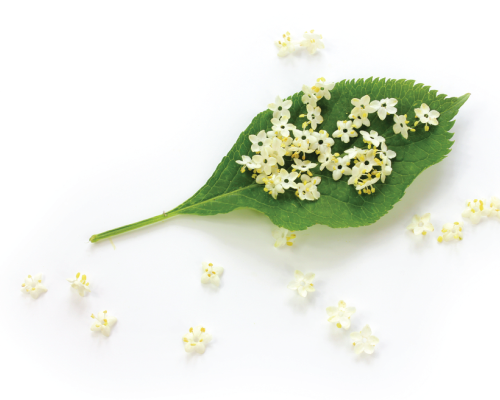 Ekologiczny ekstrakt z czarnego bzu - organiczny