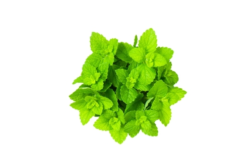 Ekologiczny ekstrakt z melisy