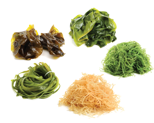 Kompleks morski z algami