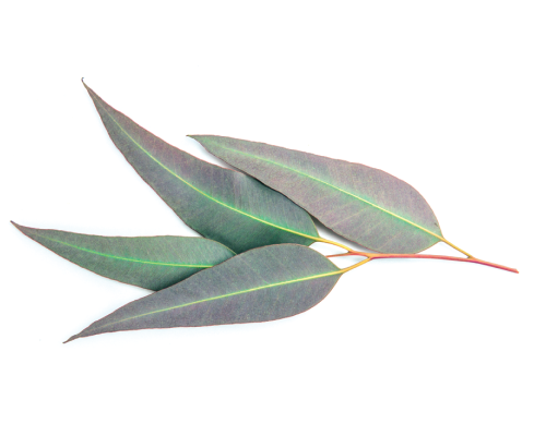 Olejek eukaliptusowy, naturalny