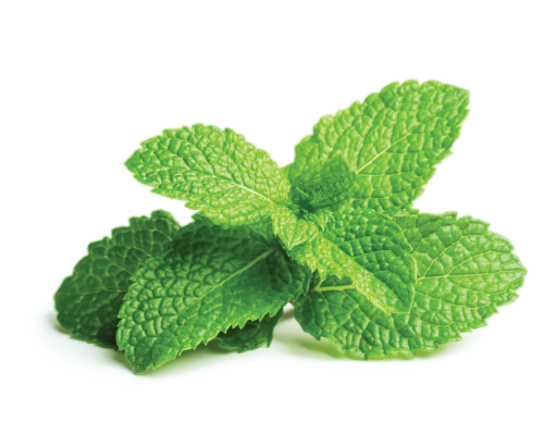 Olejek miętowy, naturalny