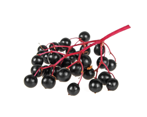 Das nicht raffinierte Öl aus Kernen von Schwarzem Holunder