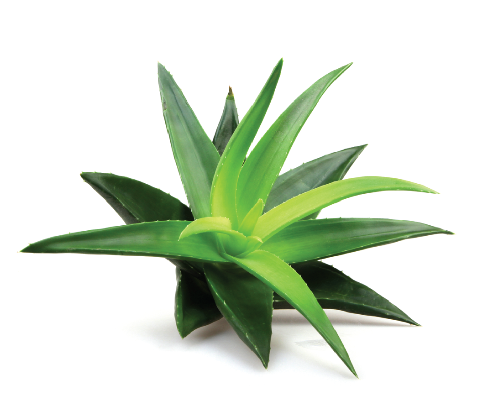 gel de aloe vera Aloe Vera Hot Cold ULTRA Gel with CBD and Arnica (250/100ml)