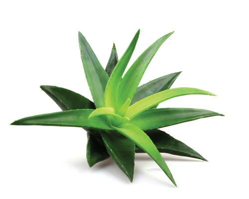 Olejowy ekstrakt z aloesu 20%