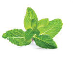 Peppermint hydrolat (hydrosol) 