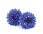 Cornflower flower water- hydrolate (hydrosol)