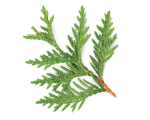 Natural cypress essential oil