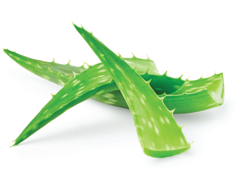 Ekstrakt z aloesu zatężony 10-krotnie (10:1)