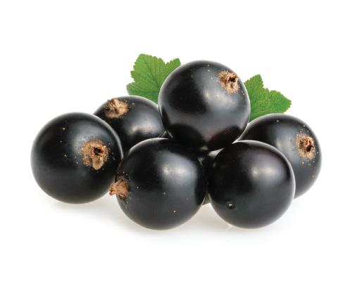 Olej z nasion czarnej porzeczki nierafinowany