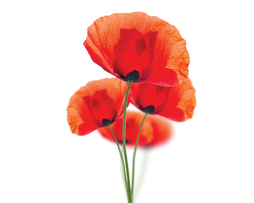 Olej z ziaren maku polnego nierafinowany