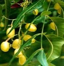 Neem oil with pipette