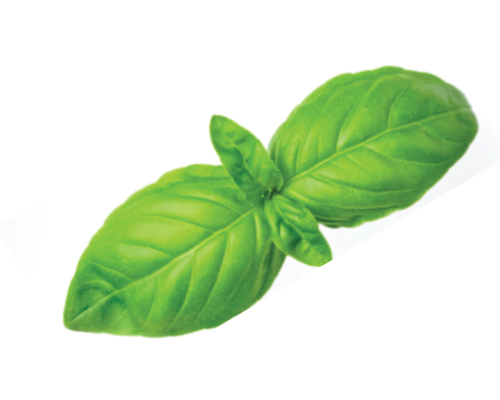 Ekstrakt z korzenia bazylii – stymulacja porostu włosów