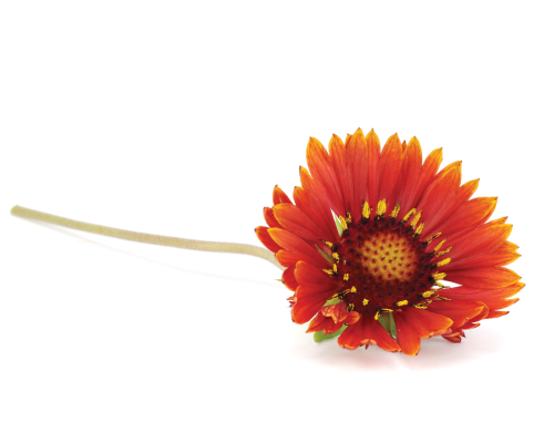 Hydrolat z kwiatów kocanki włoskiej, bez konserwantów