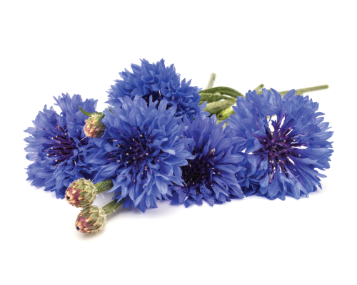 Suszone płatki bławatka (chabra)