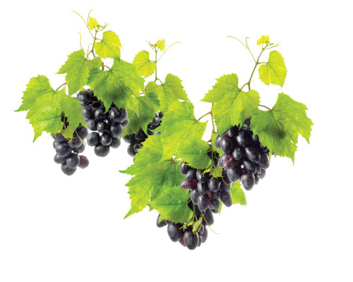 Eye-up Lift - Natychmiastowy efekt liftingu