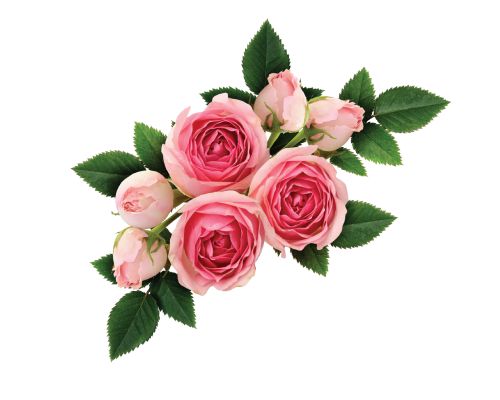 100% hydrolat z kwiatów bułgarskiej róży damasceńskiej - bez konserwantów