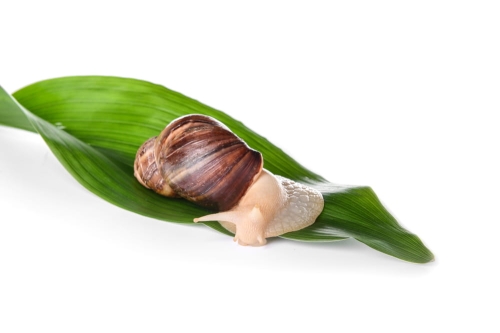 Śluz ślimaka 100% - wyciąg filtrowany