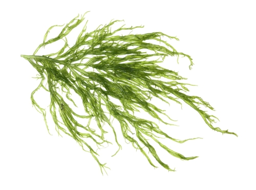 ALGA AKTIV - CZYSTA SKÓRA