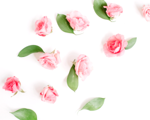 Stammzellen der Damaszener-Rose