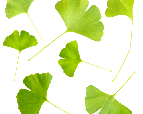 Ekstrakt z ginko biloba  (miłorzębu japońskiego)