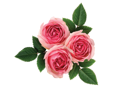 FANTASY ROSE (olejek różany zapachowy) - bez alergenów