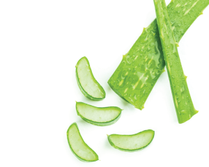 Ökologischer Extrakt aus Aloe Vera Gel